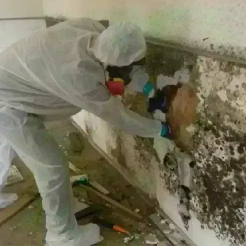 Mold Remediation and Removal in Granite Falls, MN